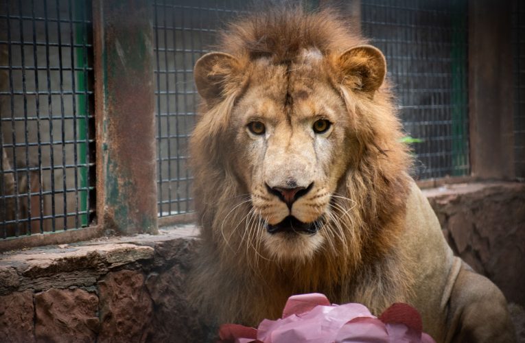 Zoológico de Culiacán presenta a “Tiki”, león africano que se incorpora a exhibición