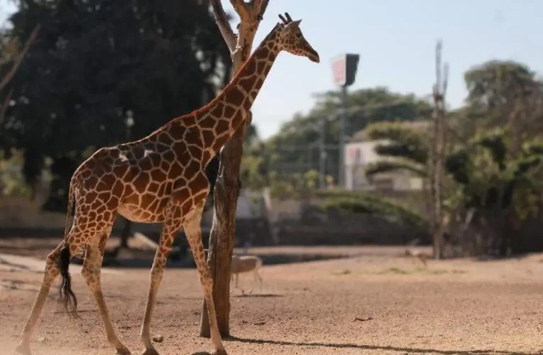TARJETA INFORMATIVA ZOOLÓGICO DE CULIACÁN
